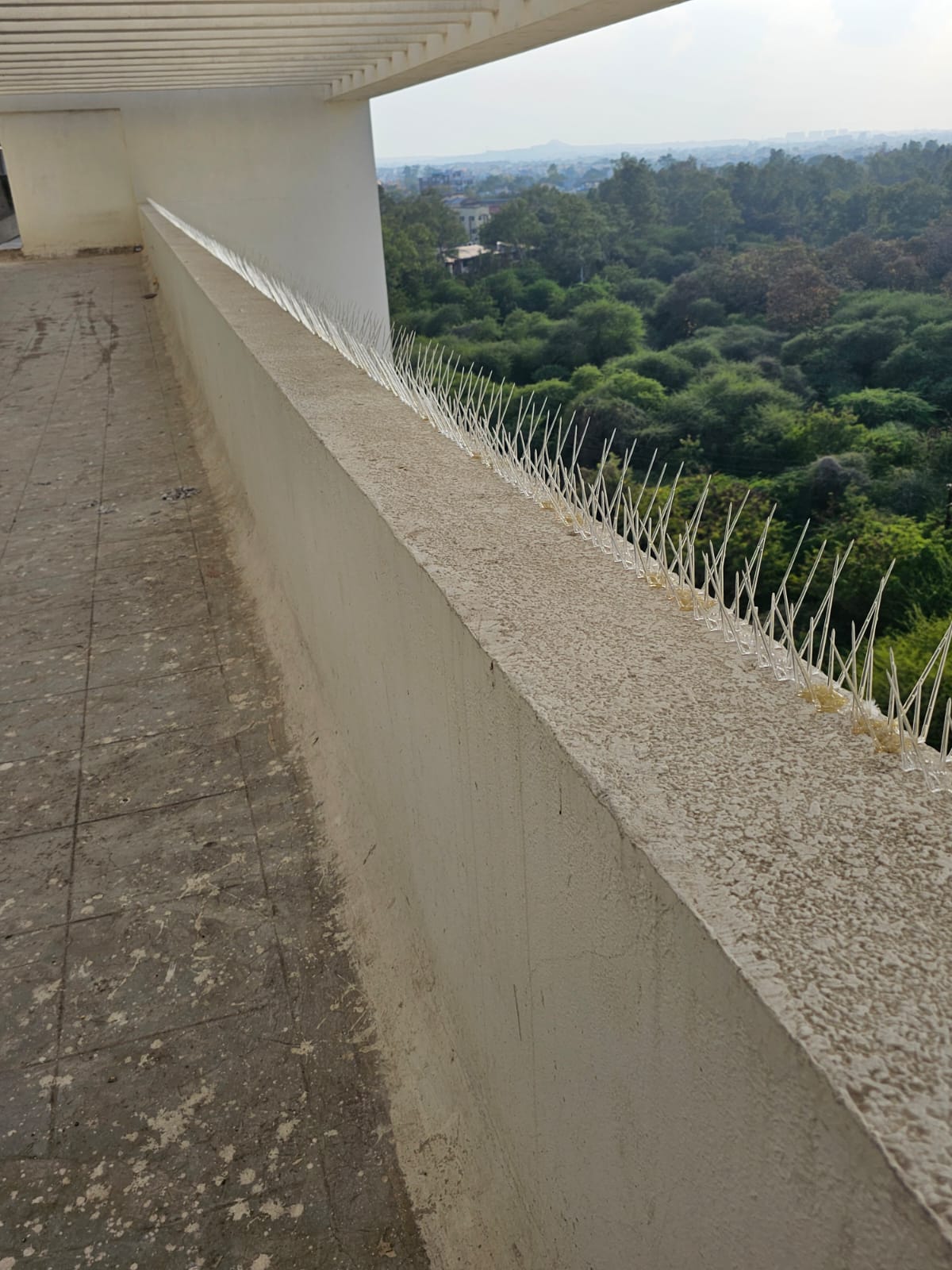 Bird spikes along terrace parapet wall